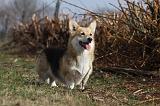 CORGI PEMBROKE 847